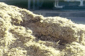 Bagasse